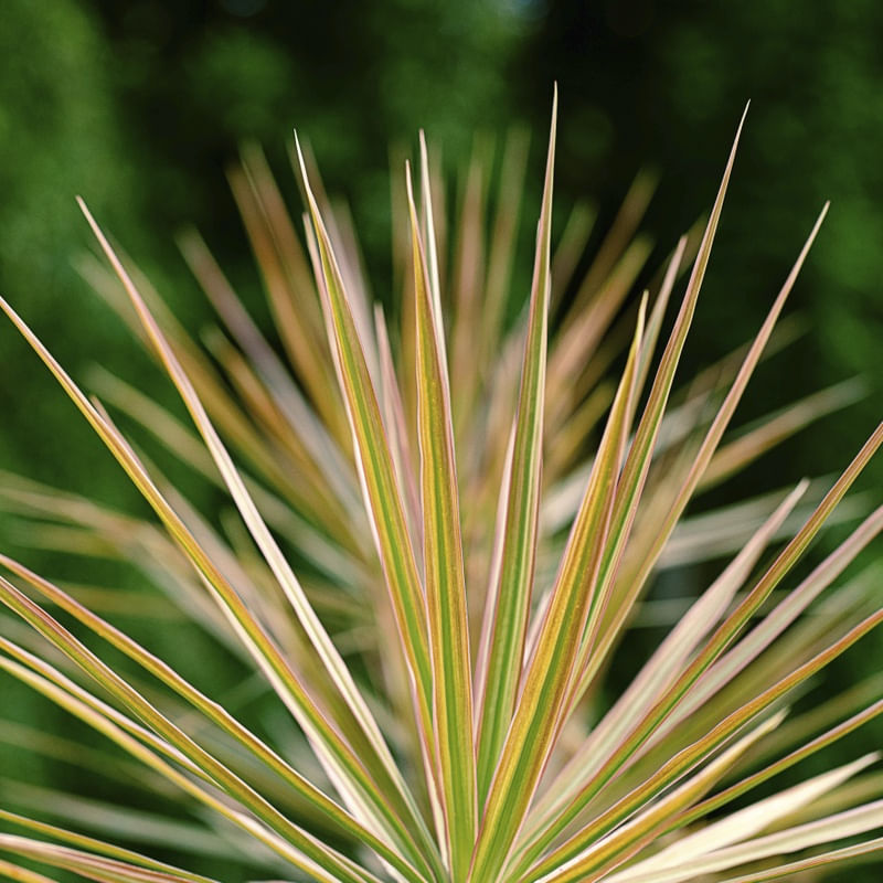 FOLHAS TROPICAIS VI
