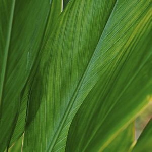 FOLHAS TROPICAIS VII