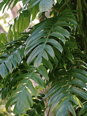 FOLHAS TROPICAIS VIII