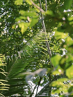 FOLHAS TROPICAIS IX