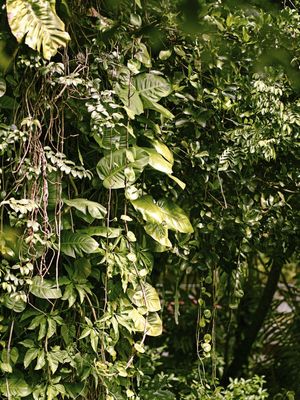 FOLHAS TROPICAIS XII