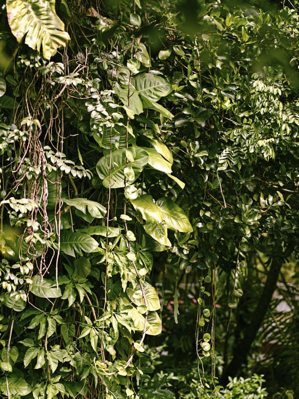 FOLHAS TROPICAIS XII