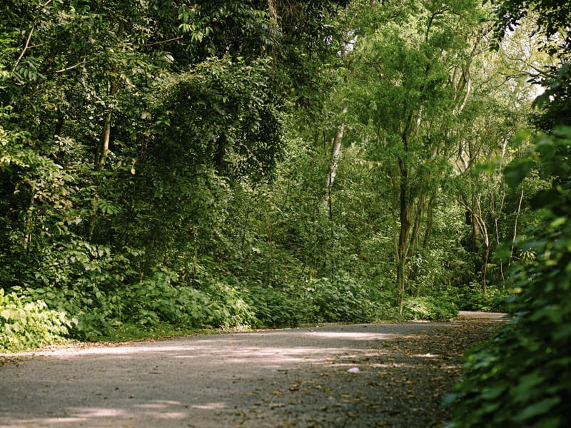 CAMINHOS DA NATUREZA II
