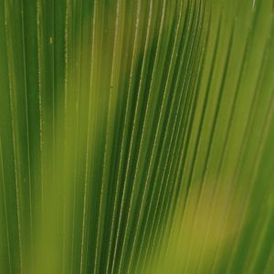 FOLHAS TROPICAIS XIV