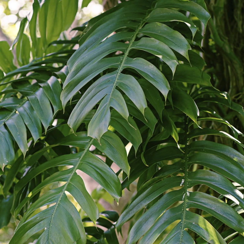 FOLHAS TROPICAIS XV