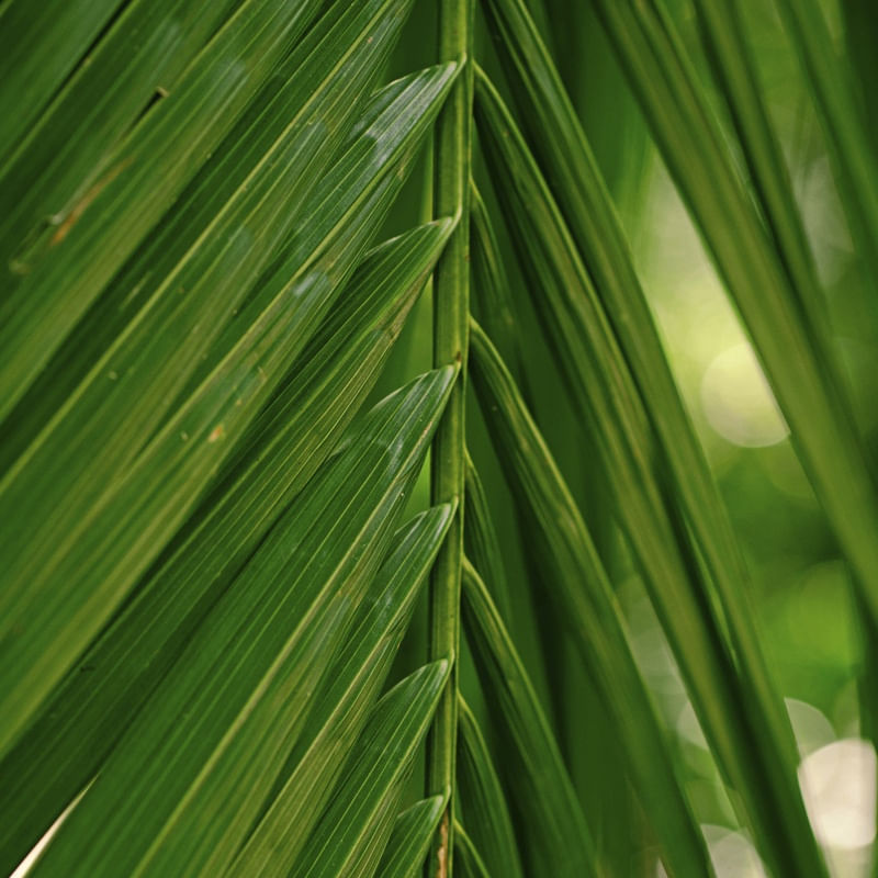 FOLHAGEM TROPICAL XVI