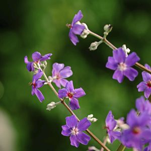 FLOR TROPICAL VI