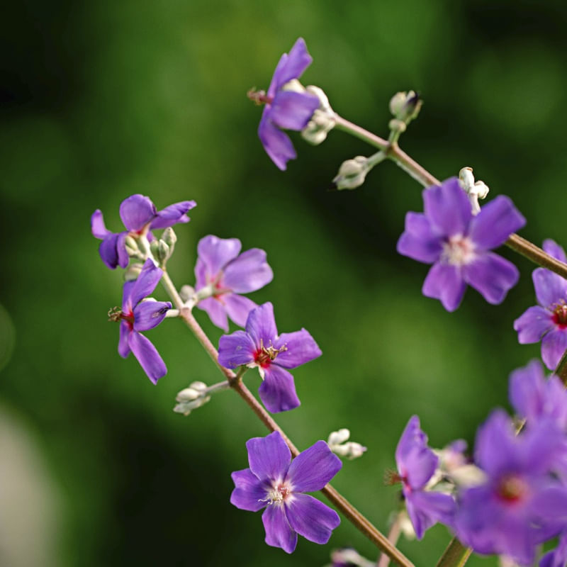 FLOR TROPICAL VI