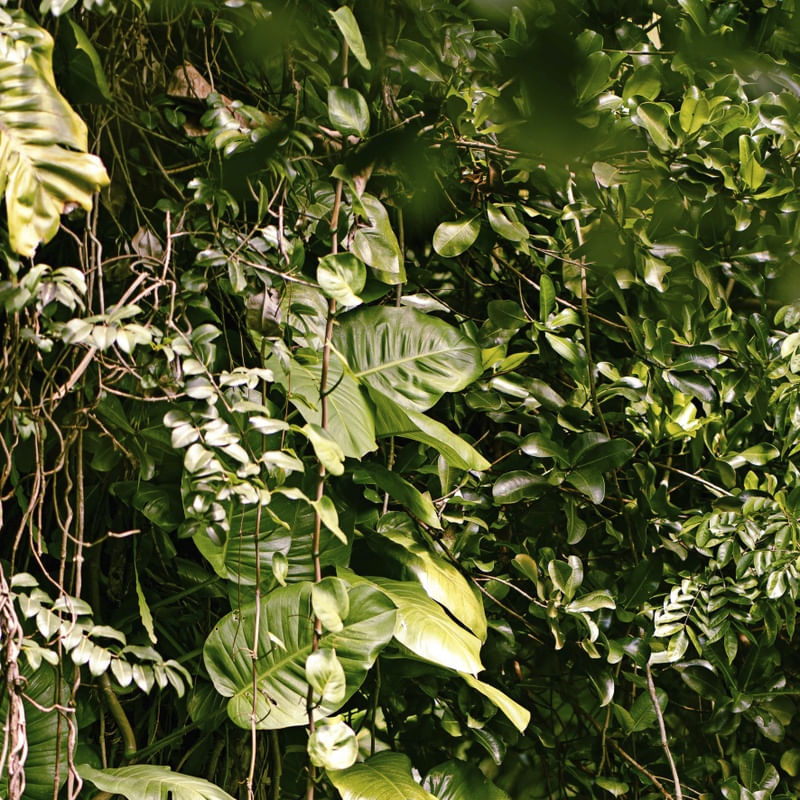 FOLHAGEM TROPICAL I - DÍPTICO SUPERIOR
