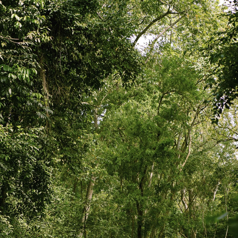 CAMINHOS DA NATUREZA - DÍPTICO SUPERIOR