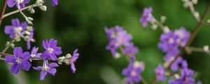 FLOR TROPICAL - HORIZONTAL