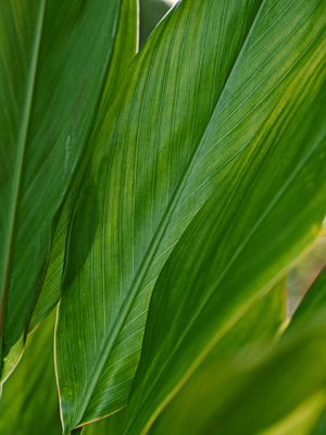 FOLHAGEM TROPICAL XVII