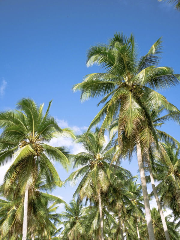 COQUEIRAL PRAIA DE LUCENA I