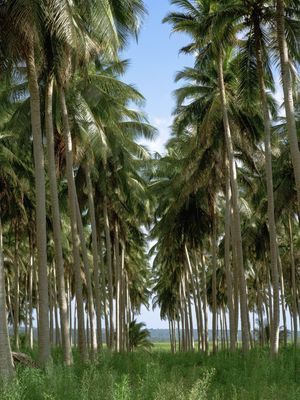 COQUEIRAL PRAIA DE LUCENA II