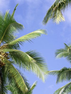 COQUEIRAL PRAIA DE LUCENA III