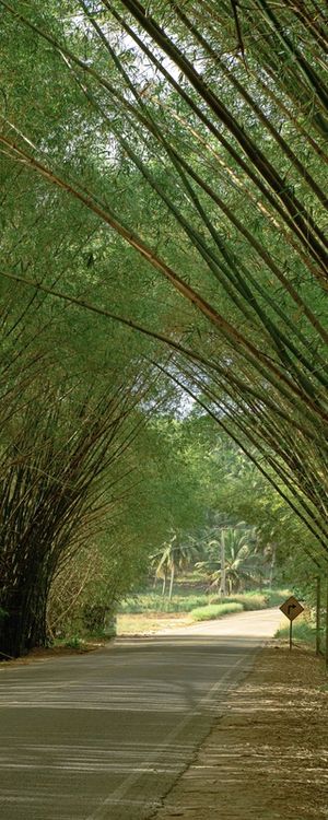TÚNEL EM BAMBUZAL I