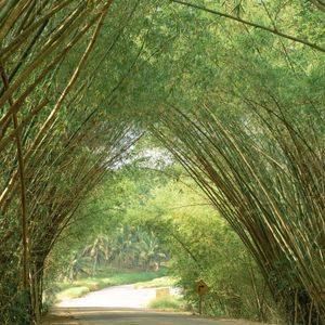 TÚNEL EM BAMBUZAL II