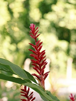 FLOR TROPICAL I