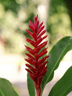 FLOR TROPICAL II