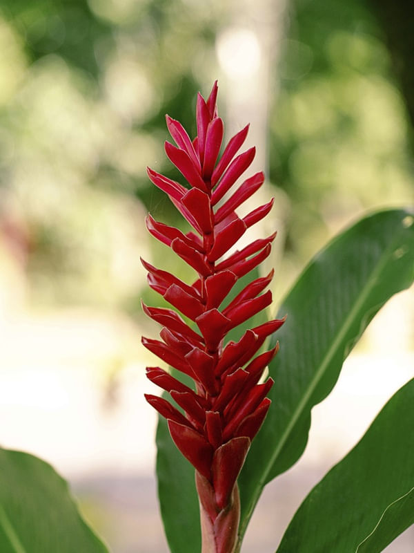 FLOR TROPICAL II