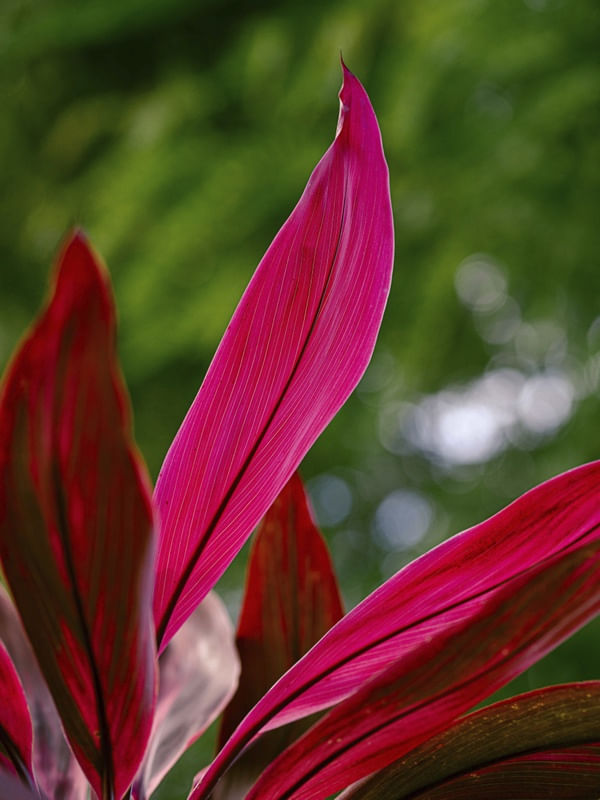 FOLHAS TROPICAIS II