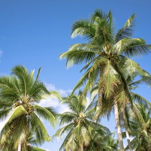COQUEIRAL PRAIA DE LUCENA XI