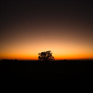 ARVORE AO AMANHECER I