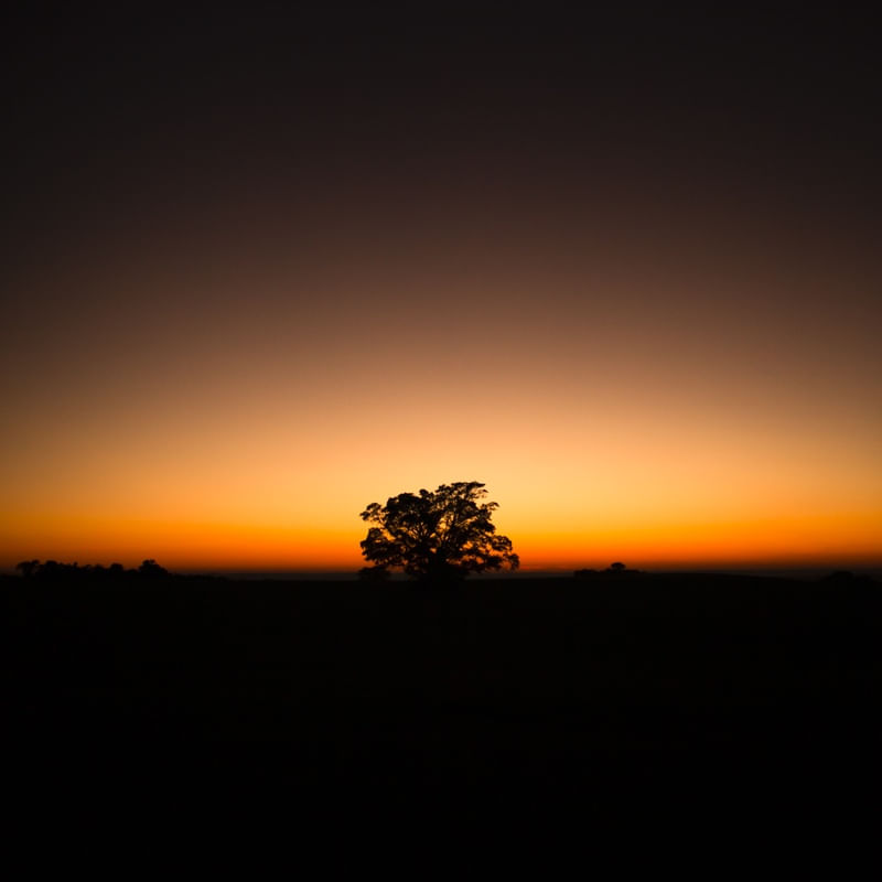 ARVORE AO AMANHECER I
