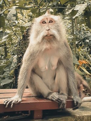 MACACO 3