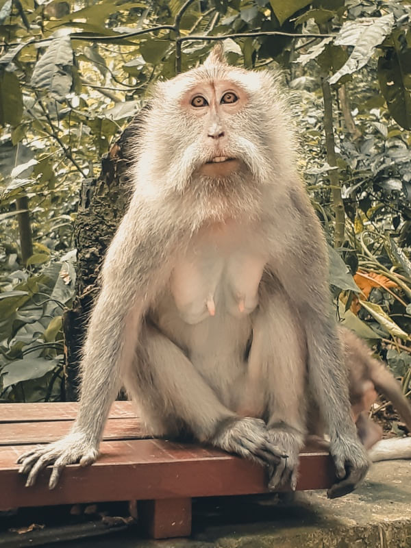 MACACO 3