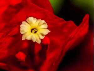 BUGANVILIA IMG_2409