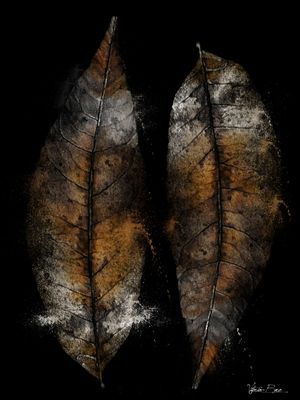 NATURE ABSTRATA.
