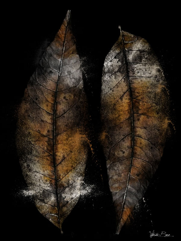 NATURE ABSTRATA.