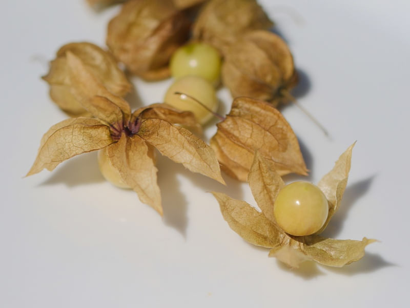 PHYSALIS