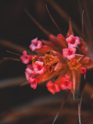 CONEXÃO COM O NATURAL (4)