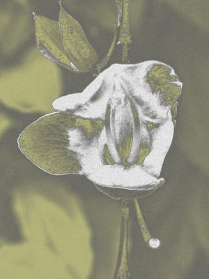 FLORES 19