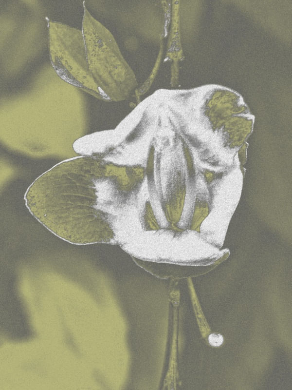 FLORES 19