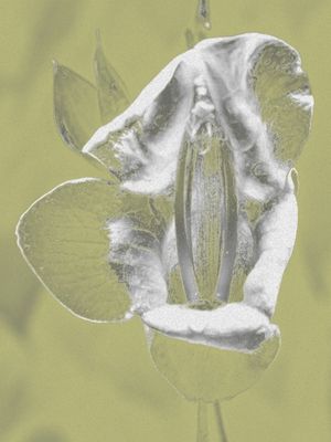 FLORES 20 UA