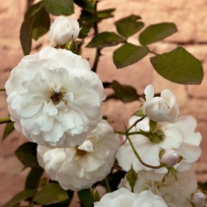 FLORES 27