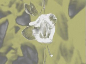 FLORES 21