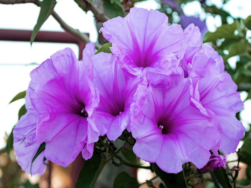 FLORES 6