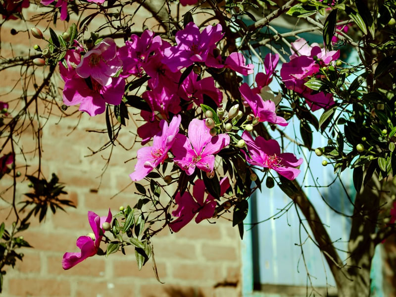 FLORES 05