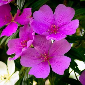 FLORES 49