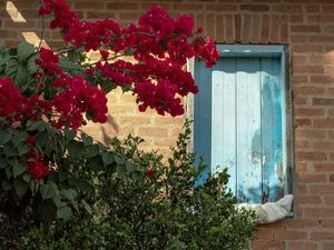 FLORES 28
