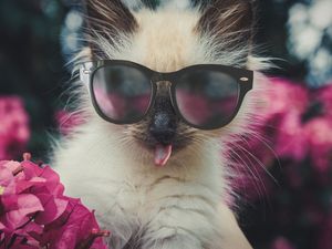 COOL CAT (01)