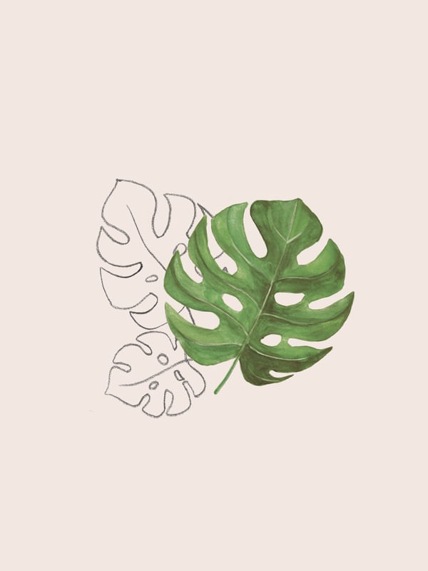 MONSTERA LEAVES