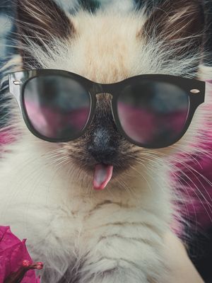 COOL CAT (02)