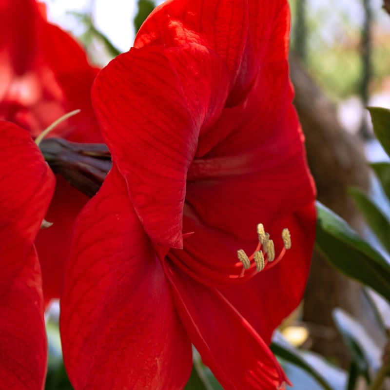 FLORES 41 UA