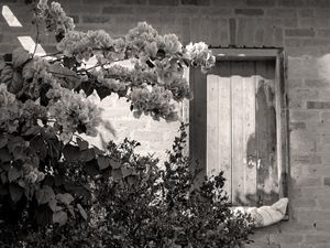 FLORES 55