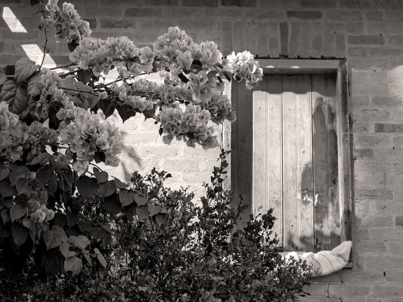FLORES 55